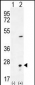 VSNL1 Antibody (Center)